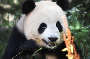 rbb - Rundfunk Berlin-Brandenburg: Panda, Merkel & Co. - Panda-Präsentation live im rbb Fernsehen