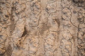 VHE - Verband der Humus- und Erdenwirtschaft e. V.: Dürre im Garten: Im Sommer mit Humus wässern