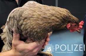 Polizeipräsidium Westpfalz: POL-PPWP: Wer vermisst ein Huhn?