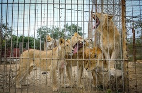 VIER PFOTEN - Stiftung für Tierschutz: Rumänien: VIER PFOTEN rettet Sieben Löwen aus gefährlichen Haltungsbedingungen