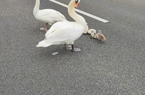 Autobahnpolizeiinspektion: API-TH: Schwanenfamilie löst Verkehrsunfall auf der A 71 bei Erfurt aus!