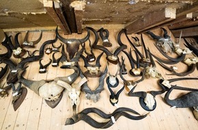 Universität Kassel: Hörner, Geweihe, Felle: Koloniale Jagdtrophäen als Symbole des Unrechts?