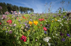 Erdgas Südwest: Presseinformation: Erdgas Südwest sorgt auch 2021 für bienenfreundliche „Blühoasen“