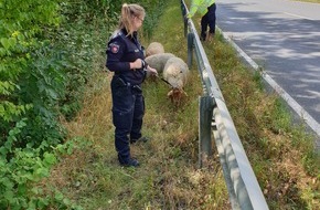 Polizeiinspektion Northeim: POL-NOM: Bad Gandersheim - Schafejagd auf der B 64