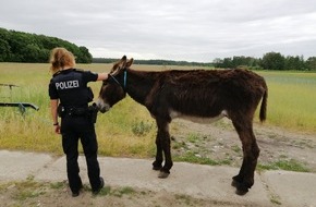 Polizeipräsidium Neubrandenburg: POL-NB: Esel auf Abwegen in Eggesin