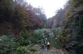 Polizeidirektion Trier: POL-PDTR: Umstürzender Baum auf der K37 beschädigt zwei Pkw
