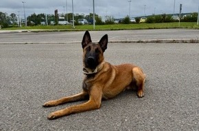 Hauptzollamt Saarbr&uuml;cken: HZA-SB: Zollhund Siska verabschiedet sich in den wohlverdienten Ruhestand; Nachwuchshund Jack steht bereit