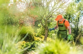 goodRanking Online Marketing Agentur: Baumpflege im Sommer: Drei wichtige Maßnahmen