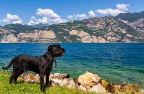 Bundesverband für Tiergesundheit e.V.: Mit dem Hund in den Süden reisen