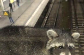 Bundespolizeiinspektion Karlsruhe: BPOLI-KA: Waschbär am Hauptbahnhof