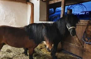 Polizeipräsidium Konstanz: POL-KN: (Donaueschingen-Aufen / Schwarzwald-Baar-Kreis) Zugelaufene Shetland-Ponys (07.05.2020)