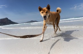 VIER PFOTEN - Stiftung für Tierschutz: Pour des vacances détendues avec nos compagnons à quatre pattes