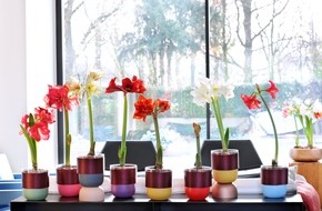 Blumenbüro: Amaryllis ist Zimmerpflanze des Monats Dezember / Festliches Ambiente mit der Amaryllis