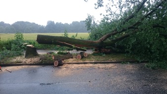 FW-WRN: Baum auf Straße im Fürstenhof