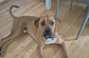 Polizeiinspektion Wilhelmshaven/Friesland: POL-WHV: Diebstahl eines Boxer-Mischling beim LIDL-Markt Varel - Zeugen gesucht