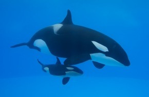 Storymachine New Classic GmbH: Gerettete Orca-Dame Morgan bringt Nachwuchs im Loro Parque zur Welt