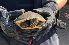 Polizeidirektion Landau: POL-PDLD: Großfischlingen - Wasserschildkröte auf Wanderschaft