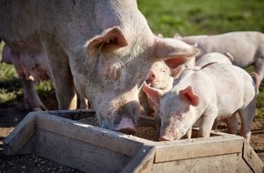 Tönnies Forschung gGmbH: Tönnies Forschung: Förderprogramm 2024 veröffentlicht / Neben Tierwohl verstärkt auch Nachhaltigkeit im Fokus