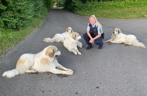 Polizeipräsidium Ulm: POL-UL: (UL) Ulm - "Tierisch" gut gelaunte Vier- und Zweibeiner unterwegs / Sichtlich Spaß bereitete der Polizistin ein Einsatz der besonderen Art am Montag bei Ulm.