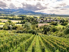 Presse-Feature: Erntedank im Weinberg