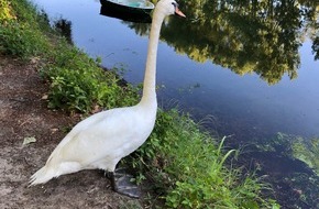 Polizeidirektion Landau: POL-PDLD: Schwan auf Abwegen