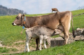 Zürcher Tierschutz: Happy End für die Milchkuh