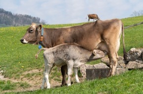 Zürcher Tierschutz: Happy End für die Milchkuh