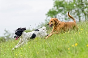 Bundesverband für Tiergesundheit e.V.: Zeckenschutz beim Hund: Darum ist er ganzjährig wichtig