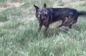Polizeipräsidium Mannheim: POL-MA: Wiesloch/Rhein-Neckar-Kreis: Unbekannter Hund geht auf Reh los - Zeugen gesucht!