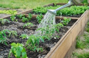 Pflanzen-Kölle Gartencenter GmbH & Co.KG: Mit der richtigen Bewässerung bleiben Pflanzen und Rasen auch im Hochsommer gesund