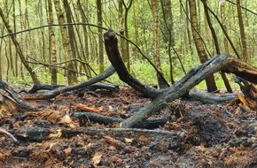 Feuerwehr Dorsten: FW-Dorsten: Waldbrand am gestrigen Abend