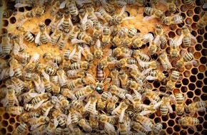 Demobetriebe Ökologischer Landbau: Der Wert der Biene