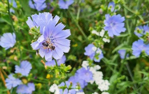 Kompetenzzentrum Naturschutz und Energiewende (KNE) gGmbH: Wortmeldung: Neuer Fahrplan zum Schutz der biologischen Vielfalt