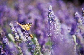 PRIMAVERA LIFE: Mit Lavendel entspannt den Sommer genießen / Das duftende Kraut ist so wirksam wie Medikamente - "Sommer-Rezepte" für entspannten Schlaf und gepflegte Haut