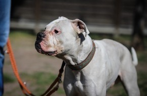 Deutscher Tierschutzbund e.V.: PM - Tierheimtier des Monats - Boxer Bailey aus Frankenthal sucht neues Zuhause