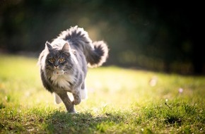 Weenect: Neue Katzen-Revieranalyse von Weenect: Der DACH-Raum zeigt Europas ganze Bandbreite an Katzenleben, vom gr&ouml;&szlig;ten Revier bis zu den ruhigsten N&auml;chten