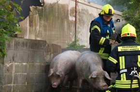 Kreisfeuerwehrverband Plön: FW-PLÖ: Etwa 150 Schweine verendeten bei einem Feuer auf dem Gut Bredeneek bei Preetz. 50 Schweine konnte die Feuerwehr retten.