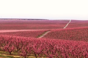 Agència Catalana de Turisme: Pressemeldung: Wenn die Natur zum Leben erwacht - Die Magie der katalanischen Frühlingsblüte