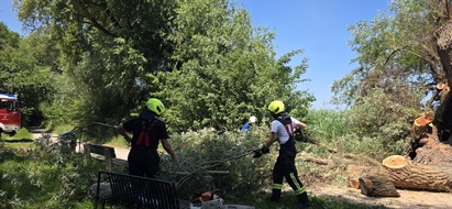 FW Reichenau: Hohler Baum fängt erneut an zu Glimmen, 20.06.2024, Reichenau-Mittelzell