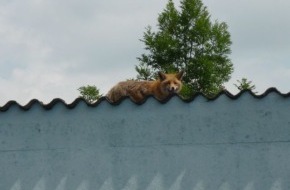 Polizeiinspektion Hameln-Pyrmont/Holzminden: POL-HOL: Kaum zu glauben - aber wahr: Was macht der Fuchs auf dem Dach? - Gänse waren hier nicht zu holen -