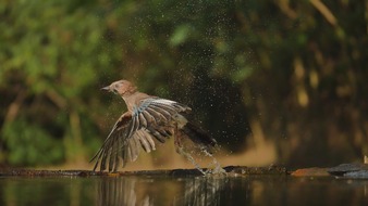 Panasonic Deutschland: LUMIX G70: Wildlife-Fotografie wie bei den Profis / Mit der 4K Funktion für Serienbilder und Videosequenzen fangen Tierfotografen immer den richtigen Moment ein