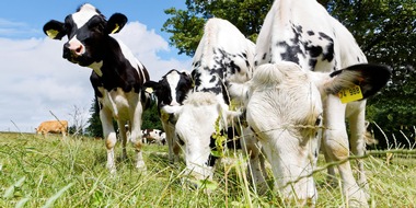 Universität Hohenheim: Agrarpolitik: EU-Reformen bieten Chance für gezielte Tierwohl-Förderung