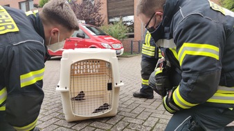 Freiwillige Feuerwehr Celle: FW Celle: Celler Feuerwehr rettet zwei Vögel aus Schornstein
