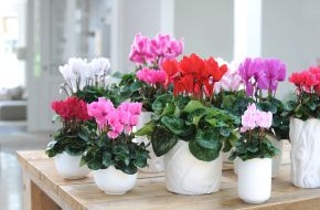 Blumenbüro: Alpenveilchen ist Zimmerpflanze des Monats November / Frische Brise im Haus: Mit Cyclamen durch den Winter (BILD)
