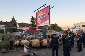 Feuerwehr Weinheim: FW Weinheim: Schafe auf der Flucht besch&auml;ftigen Polizei, Feuerwehr und Bauhof