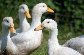 VIER PFOTEN - Stiftung für Tierschutz: Faux Gras statt tierquälerische Stopfleber