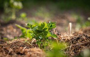BUND: ++ Wiederholung mit ergänztem Fotonachweis | Ökotipp: Wasser im Garten halten – Mulchen schützt vor Austrocknung ++
