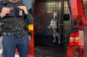 Bundespolizeidirektion Sankt Augustin: BPOL NRW: Bundespolizisten unterbinden mutmaßlichen Handel mit Hundewelpen