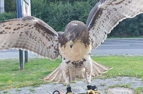 Verkehrsdirektion Koblenz: POL-VDKO: Sicherstellung eines Greifvogels aufgrund nicht artgerechten Tiertransports
