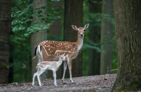 Erlebnispark Tripsdrill: Die Kinderstube der Tiere im Wildparadies Tripsdrill